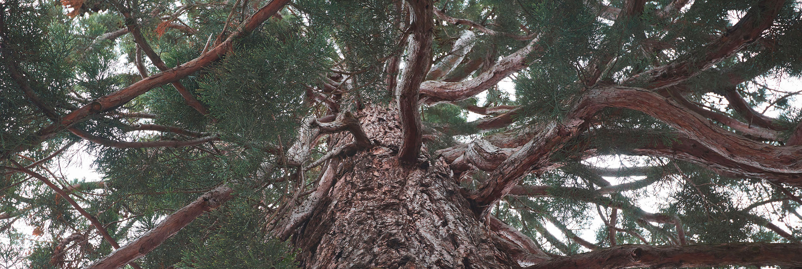 Wellingtonia Wellingtonia